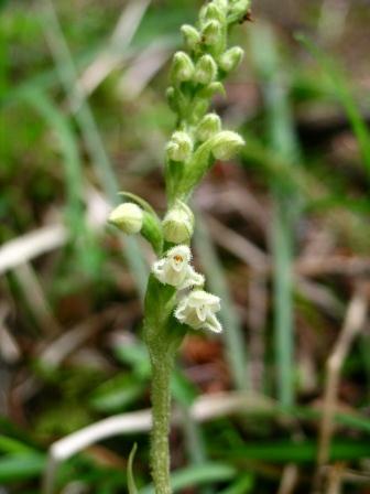 Goodyera repens